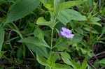 Limestone wild petunia